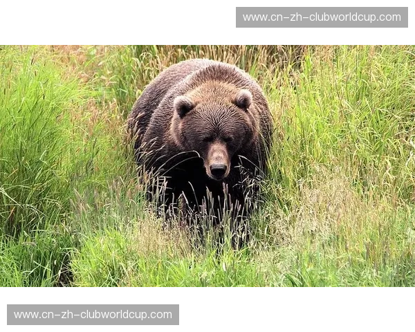 直面“野兽”：当人类恐惧具象化时，我们究竟在vs鲍勃·萨普什么？